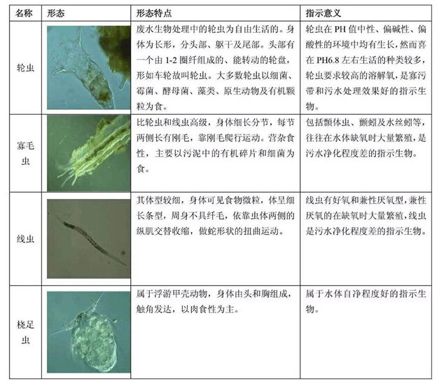 污泥驯养期间对活性污泥的镜检方法及相关图解